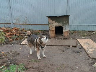 В трех районах Пензенской области зафиксированы случаи бешенства