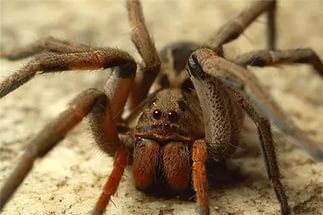Откровения коллекционера. Житель Пензы выращивает ядовитых пауков и тараканов в однокомнатной квартире