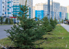 В Городе Спутнике обновляют зеленый фонд