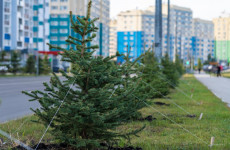 В Городе Спутнике обновляют зеленый фонд