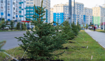 В Городе Спутнике обновляют зеленый фонд