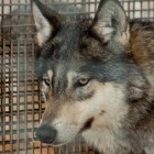 В пензенском зоопарке поселилась полярная волчица