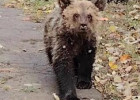 В Пензенской области во время отлова убили истощенного медвежонка