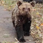 В Пензенской области во время отлова убили истощенного медвежонка