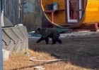 Историей с убитым в Пензенской области медвежонком заинтересовалась прокуратура