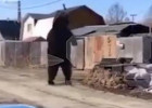 В одном из сёл Пензенской области к жилым домам вышла медведица