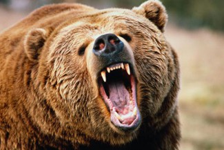 В Пензенской области медведь разодрал голову мужчине