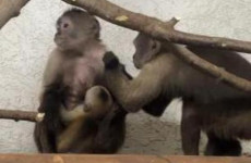 В пензенском зоопарке родился детеныш капуцина-плаксы
