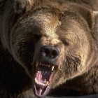 Житель Золотаревки погиб после нападения медведя. Появились подробности кровавой драмы 