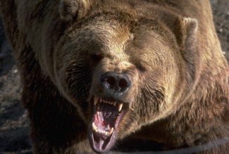 Житель Золотаревки погиб после нападения медведя. Появились подробности кровавой драмы 
