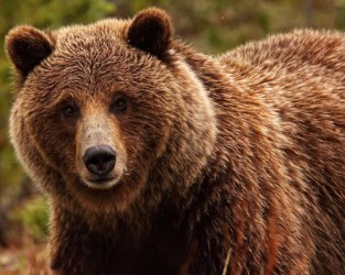 Застреливший медведицу житель Золотаревки, рассказал подробности кровавой бойни