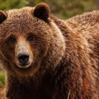 Установлена личность мужчины, погибшего после нападения медведя в Золотаревке