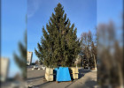 В Кузнецке установили главную городскую ёлку