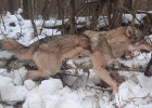 В Лунинском районе Пензенской области застрелили волка