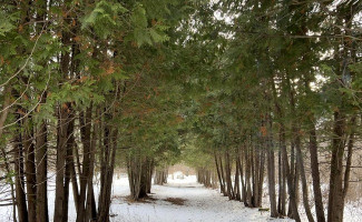 В Морозовском дендрарии высадили более 1300 экзотических деревьев