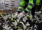 Комбинат благоустройства Заречного заработает 23 миллиона на ёжиках и крокодилах