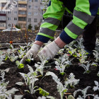 Комбинат благоустройства Заречного заработает 23 миллиона на ёжиках и крокодилах