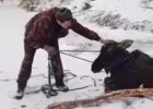 В Пензенской области спасли провалившегося под лед лосенка