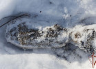 На улице Измайлова в Пензе обнаружили мину