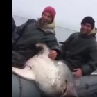 Рыбаки из Дагестана поймали в море акулу и вырубили ее бейсбольной битой
