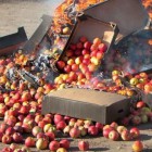 «Плодоовощной штурм». В Пензенской области с начала года изъяли более 4,5 тонн некачественных продуктов