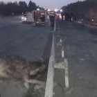 На трассе в Пензенской области в ДТП с лосем погиб водитель