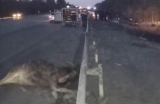 На трассе в Пензенской области в ДТП с лосем погиб водитель