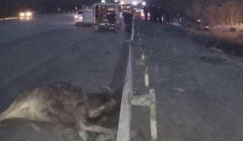 На трассе в Пензенской области в ДТП с лосем погиб водитель