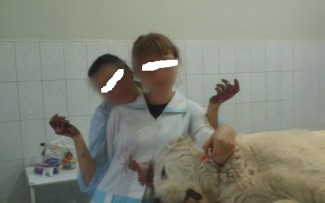 Ветеринар из Пензы опубликовал кровавые фотографии оперируемых животных