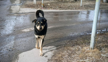 Под Пензой выявили очаг смертельной болезни