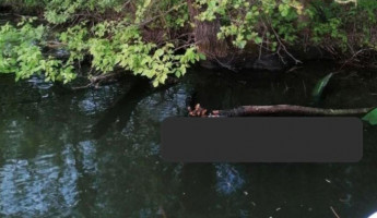 В пензенском поселке Барковка достали из Суры труп мужчины