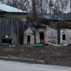 В одном из районов Пензенской области выявили очаг смертельной болезни