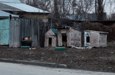 В одном из районов Пензенской области выявили очаг смертельной болезни