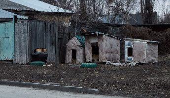 В одном из районов Пензенской области выявили очаг смертельной болезни