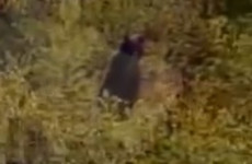 Недалеко от Пензы заметили огромного медведя