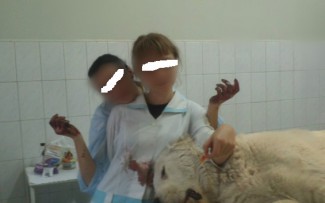 Ветеринар, выкладывавшая фото операций над животными, взяла больничный