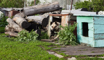 На Южной Поляне в Пензе выявили очаг смертельной болезни