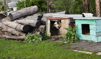 В одном из районов Пензенской области выявлен очаг смертельной болезни