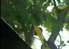 В Пензе электросамокат повесили на дерево