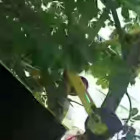 В Пензе электросамокат повесили на дерево