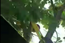 В Пензе электросамокат повесили на дерево