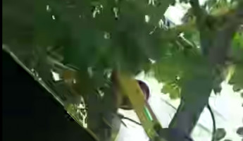 В Пензе электросамокат повесили на дерево