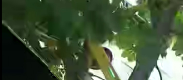 В Пензе электросамокат повесили на дерево