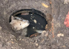 В Пензе на помощь утопающей в нечистотах собаке приехали спасатели
