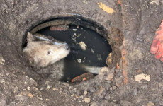 В Пензе на помощь утопающей в нечистотах собаке приехали спасатели