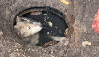 В Пензе на помощь утопающей в нечистотах собаке приехали спасатели