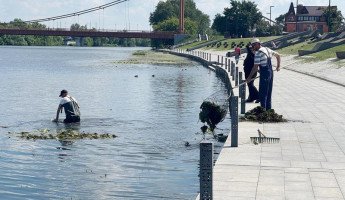 В центре Пензы провели очистку Суры от водорослей