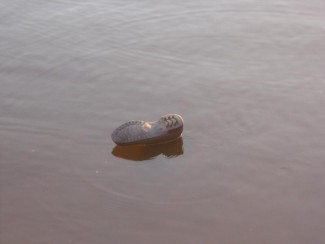 На «Чистых прудах» рыбак погиб после опрокидывания резиновой лодки