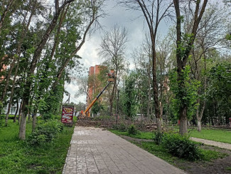 В пензенском микрорайоне Арбеково спиливают деревья
