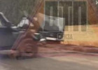 В Пензенской области жестко столкнулись две Нивы